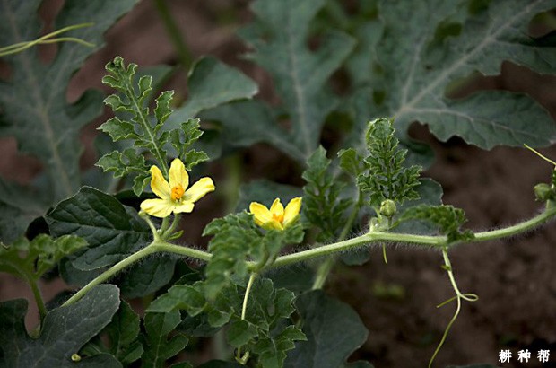 西瓜开花有哪些特点