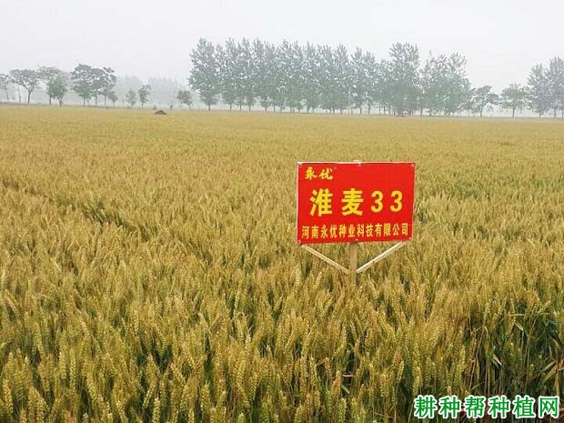 淮麦33小麦品种好不好