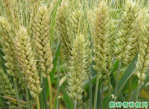 宁麦24春性小麦品种好不好