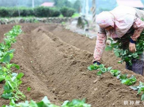 一亩地种植多少株红薯苗？