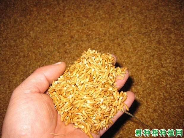 粘稻558水稻种子图片