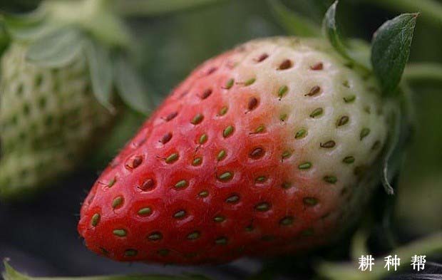 章姬草莓品种怎么样？亩产是多少？