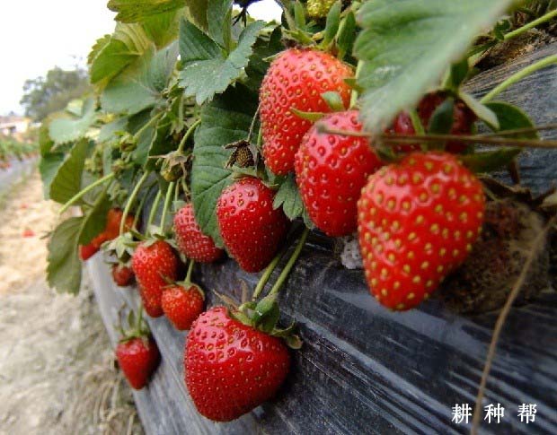 早光草莓品种怎么样？产量高吗？