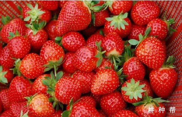 早光草莓品种怎么样？产量高吗？