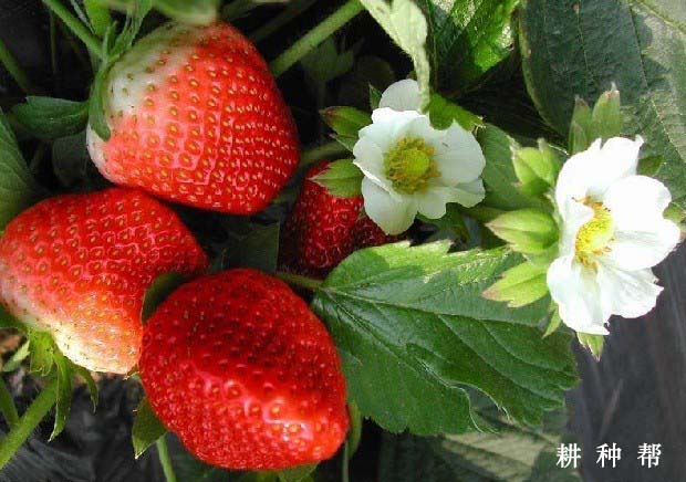 明晶草莓品种怎么样？产量是多少？