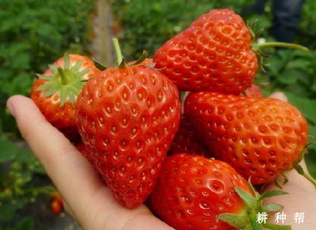 明晶草莓品种怎么样？产量是多少？
