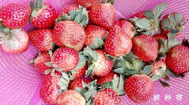 硕丰草莓品种怎么样？亩产是多少？