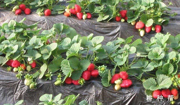 草莓是什么时期引进到中国开始种植的?