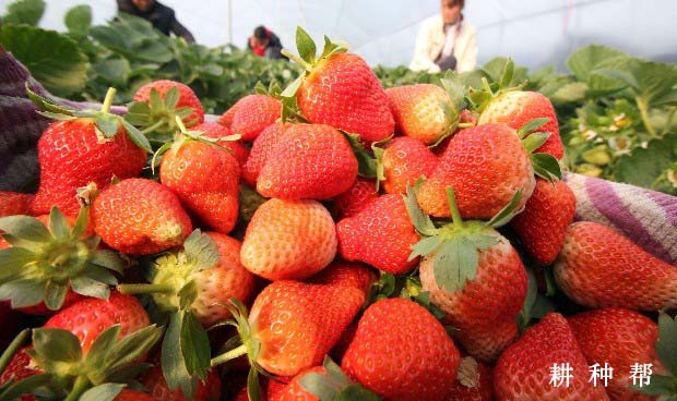 吃草莓会过敏吗？过敏怎么办？
