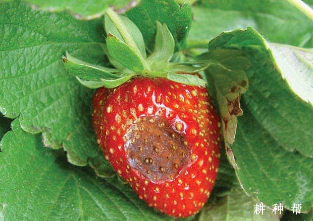 草莓炭疽病的防治方法，有什么特效药？