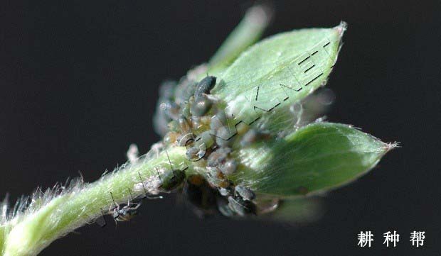 草莓蚜虫的危害症状，草莓蚜虫用什么药？