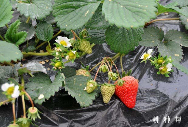 草莓生长过程有几个阶段？