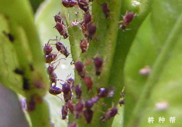 百香果怎么防治蚜虫？