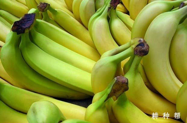 香蕉的的功效与作用有哪些？