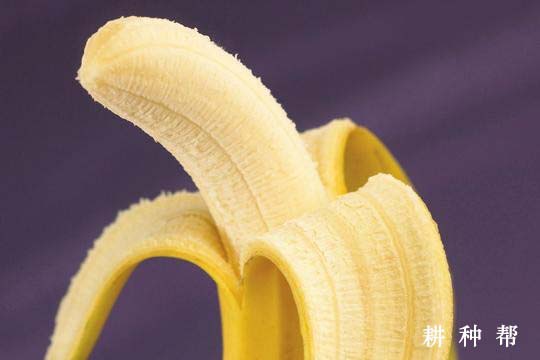 空腹吃香蕉的危害是什么？