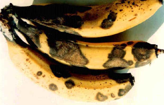 香蕉炭疽病有什么症状？如何防治？附图片