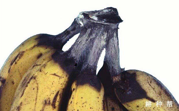 香蕉冠腐病有哪些危害？如何防治？附图片