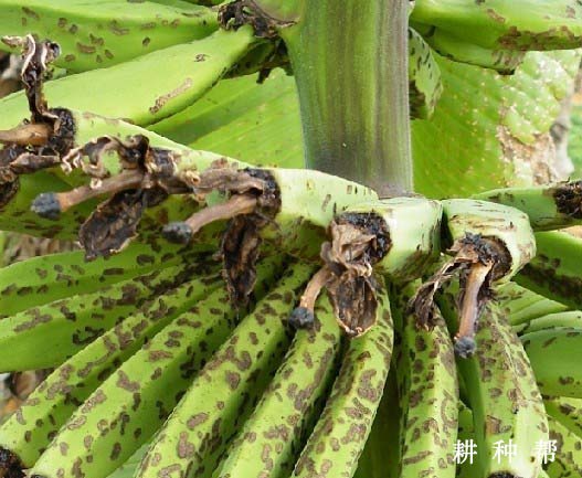 香蕉叶甲有什么危害？如何防治？附图片