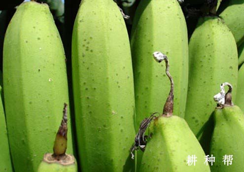 香蕉花蓟马有哪些危害？如何防治？附图片