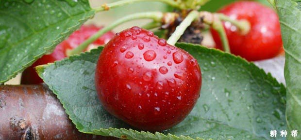 樱桃有点苦是为什么？