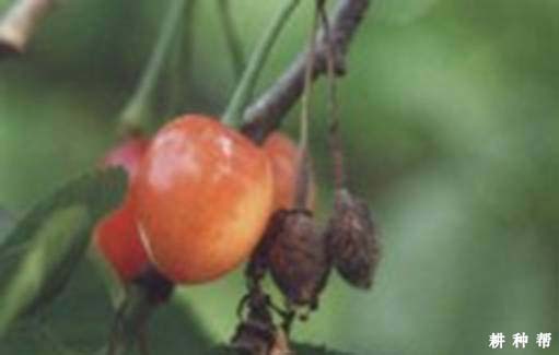 樱桃褐腐病怎么治疗好？