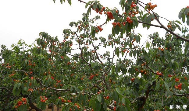 樱桃种植条件有哪些？