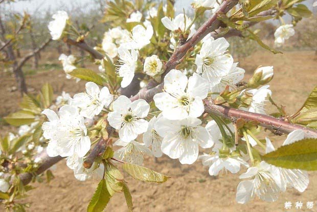 樱桃树喷什么叶面肥效果好？