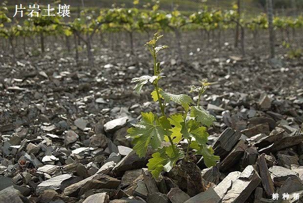 什么土壤适合种植葡萄？