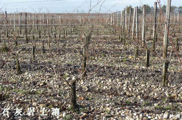 什么土壤适合种植葡萄？