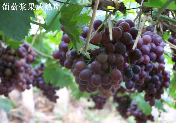 葡萄一年的生长发育分哪些时期？
