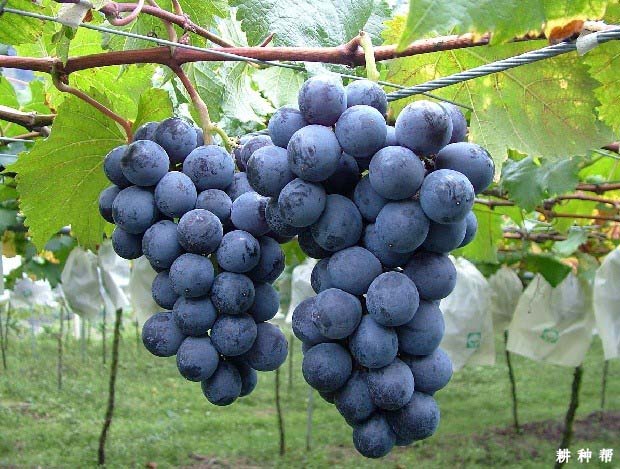 巨峰葡萄品种好不好，种植巨峰葡萄需要注意什么？