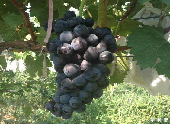 户太八号葡萄品种好不好，种植户太八号葡萄需要注意什么？