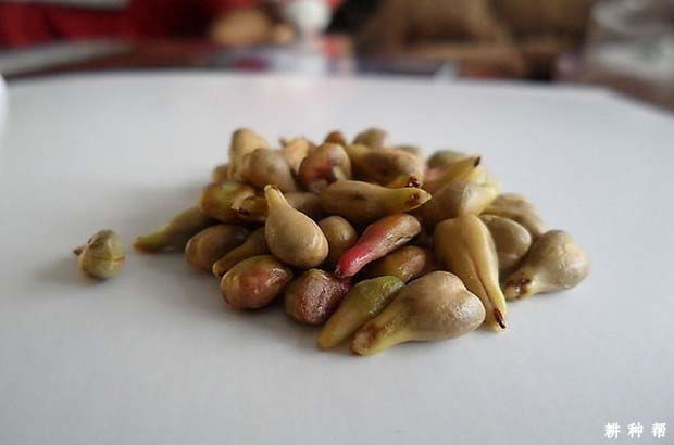 葡萄籽能吃吗？有什么作用？