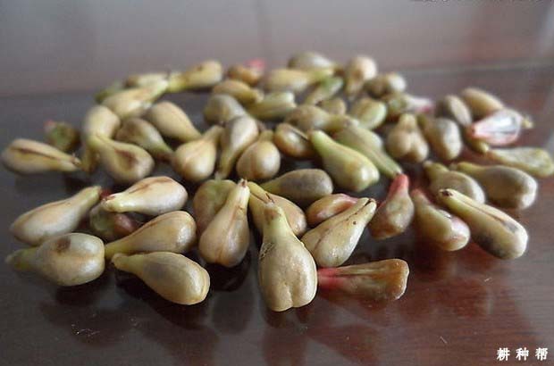 葡萄籽的功效与作用是什么？