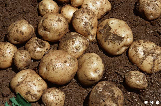 为什么要推广种植马铃薯？