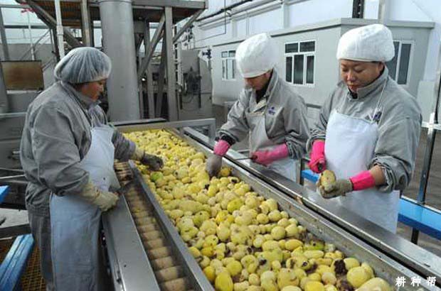 马铃薯产业开发有哪些重点任务？