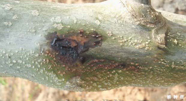 核桃树的溃疡病如何防治？附图片