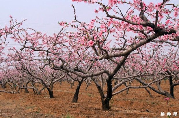 桃树种植对环境有什么要求？