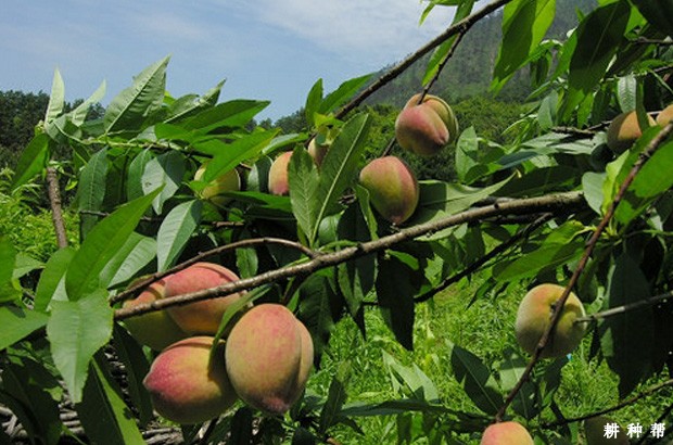 桃树种植对环境有什么要求？