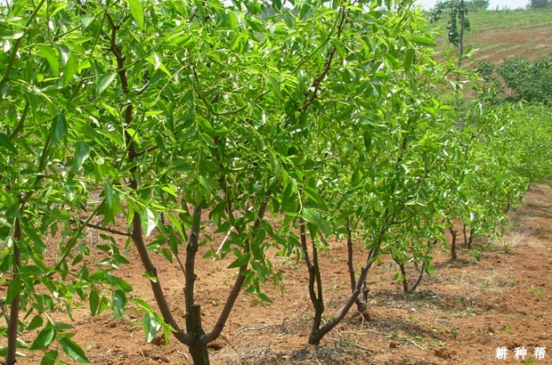 枣树种多少年可以结果？