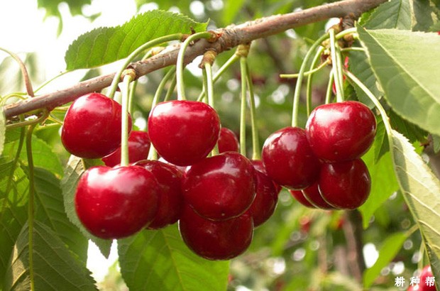 意大利早红樱桃品种好不好？