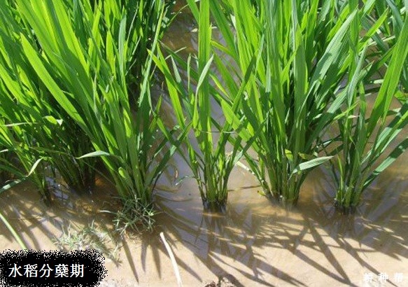 水稻生长发育周期是怎样的？