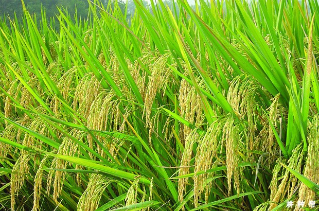 水稻生长发育周期是怎样的？
