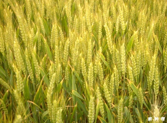 我国小麦种植区域如何划分？