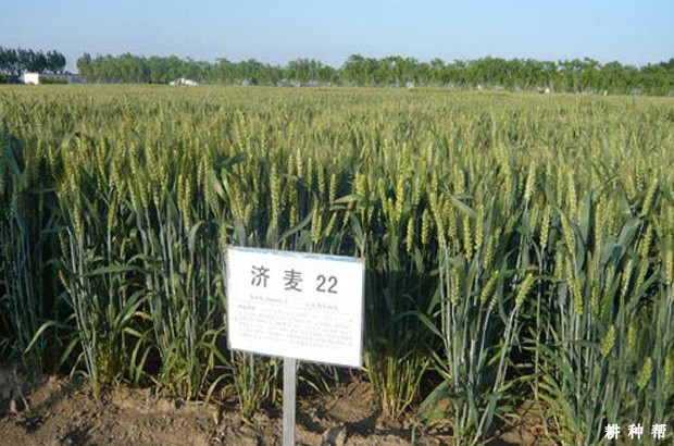 邯麦16小麦种子简介图片