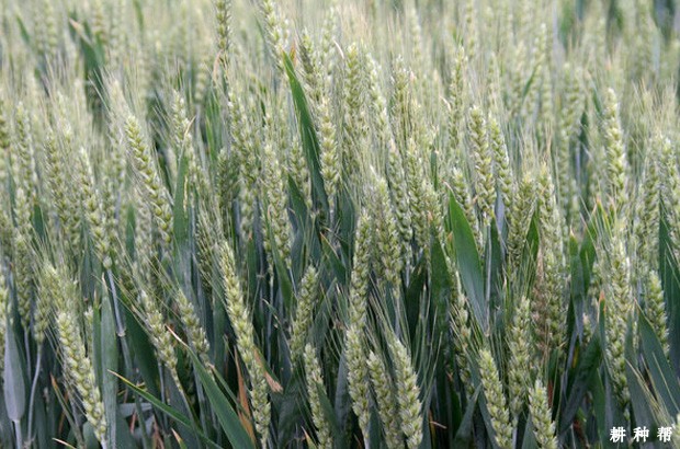 石4366小麦品种简介图片