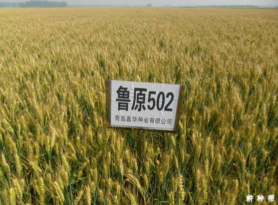 鲁研373小麦品种简介图片