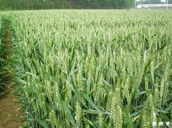 山农32小麦品种简介图片