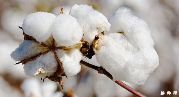 中国的棉花主要生产地在哪？