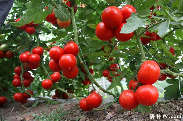 吃番茄的功效与作用是什么？